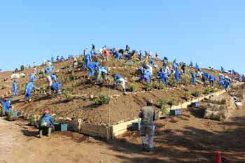 Tree planting