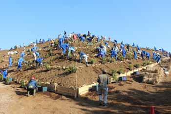 Tree planting