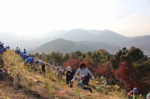 Tree planting