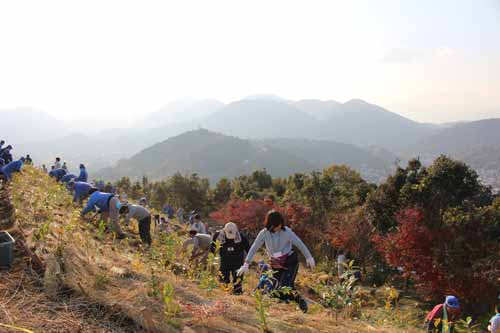 Tree planting