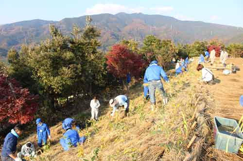 Tree planting